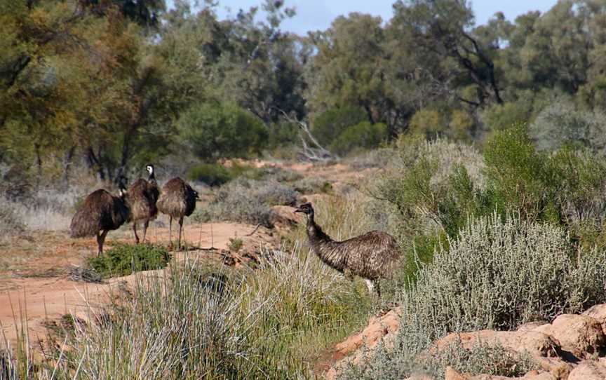 Bowra Sanctuary, Cunnamulla, QLD