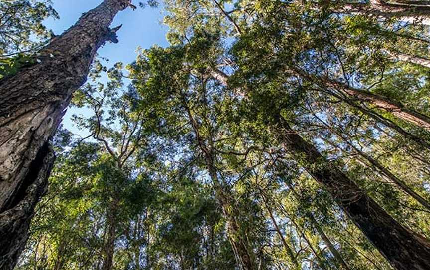 Brimbin Nature Reserve, Taree, NSW