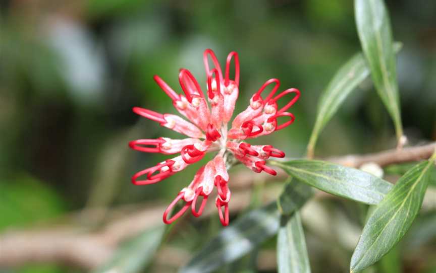 Brisbane Water National Park, Kariong, NSW