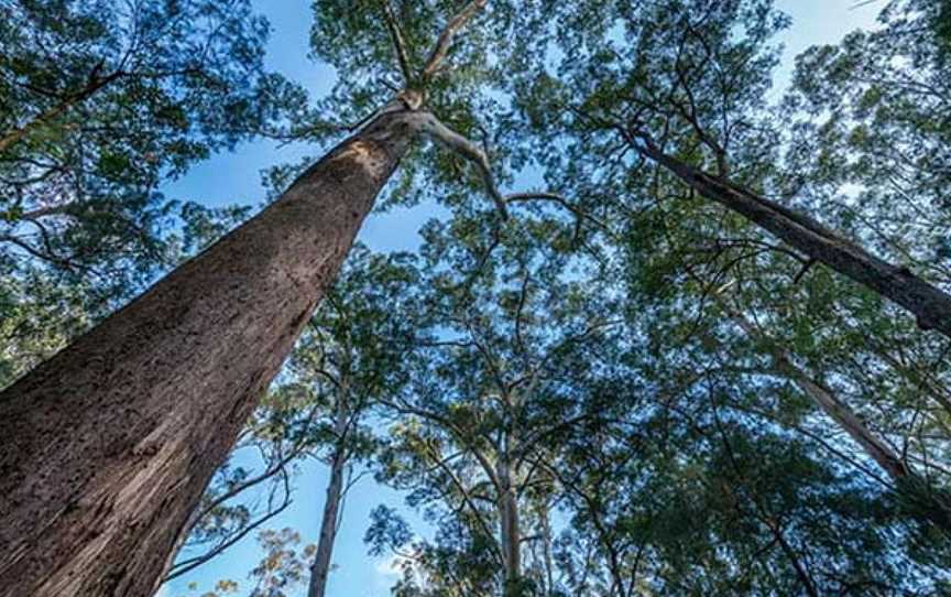 Browns Forest Loop Trail, St Ives, NSW