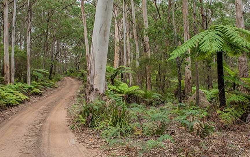 Budderoo Track, Budderoo, NSW