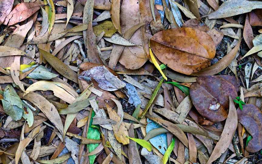 Bundagaree Rainforest Walk, Repton, NSW