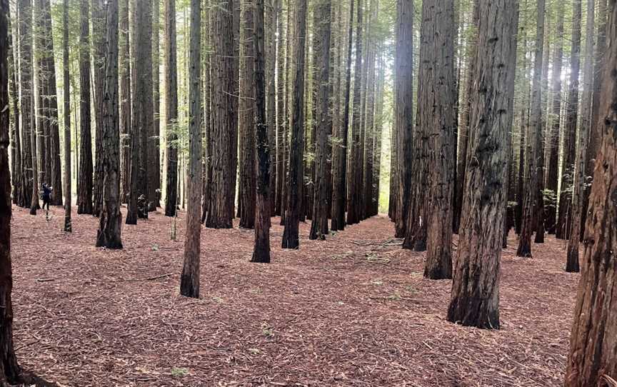 Californian Redwood Forest, East Warburton, VIC