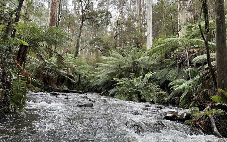 Californian Redwood Forest, East Warburton, VIC