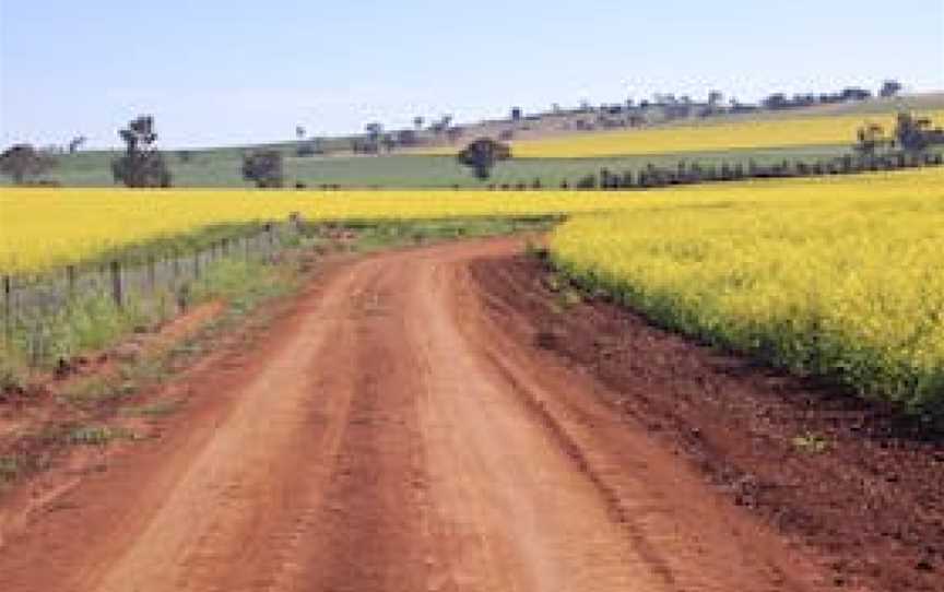 Canola Trail, Nature & Trails in Coolamon