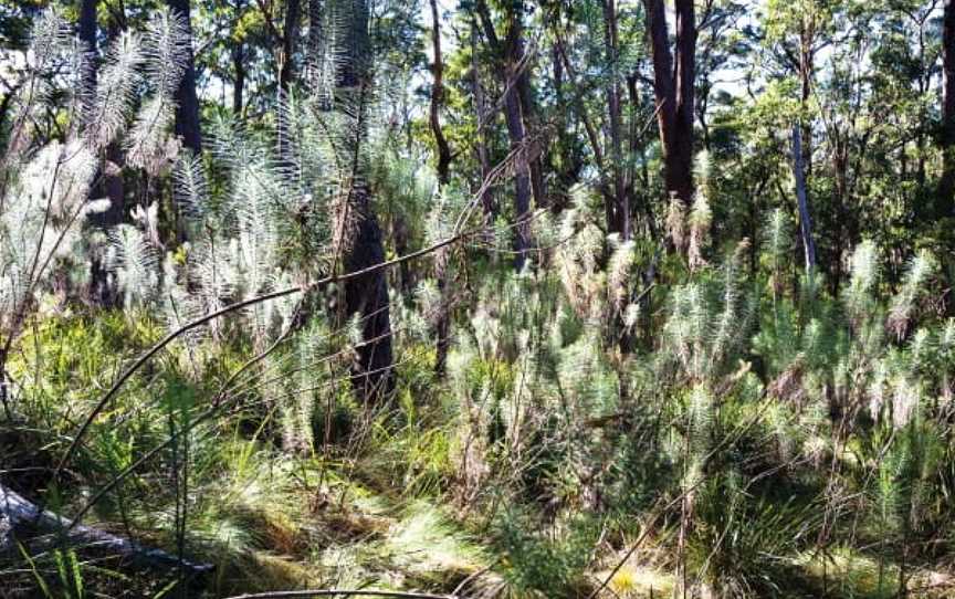 Cassinia Walking Track, Hillgrove, NSW