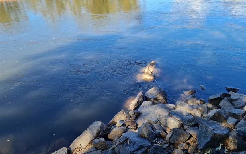 Clarke's Lagoon Wildlife Reserve, Tintaldra, VIC