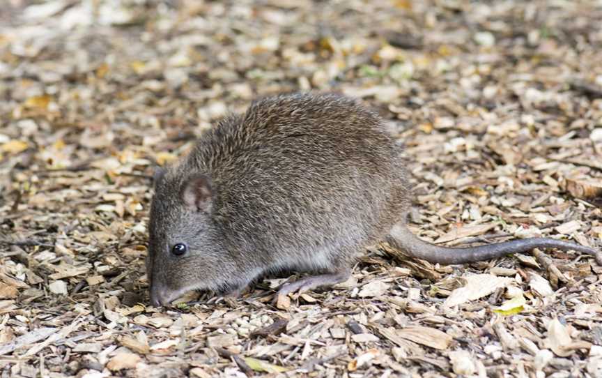 Cleland Conservation Park, Cleland, SA