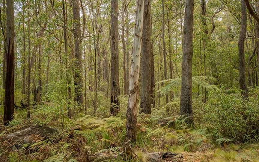 Cobark Park picnic area, Barrington Tops, NSW