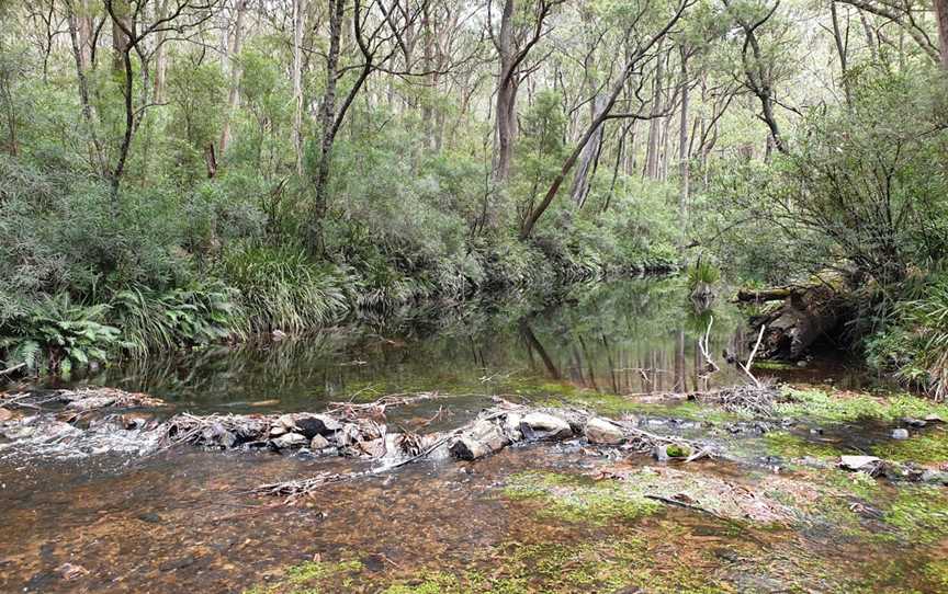 Corn Trail Walking Track, Monga, NSW