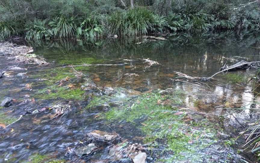 Corn Trail Walking Track, Monga, NSW