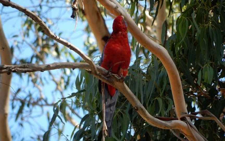 Creswick Regional Park, Creswick, VIC