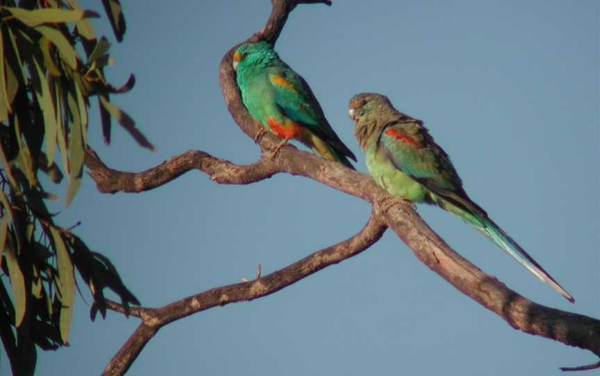 Currawinya National Park, Hungerford, QLD