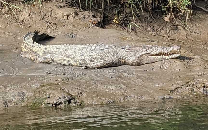 Daintree River, Daintree, QLD