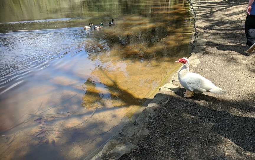 Edward Hunter Bush Reserve, Moe, VIC