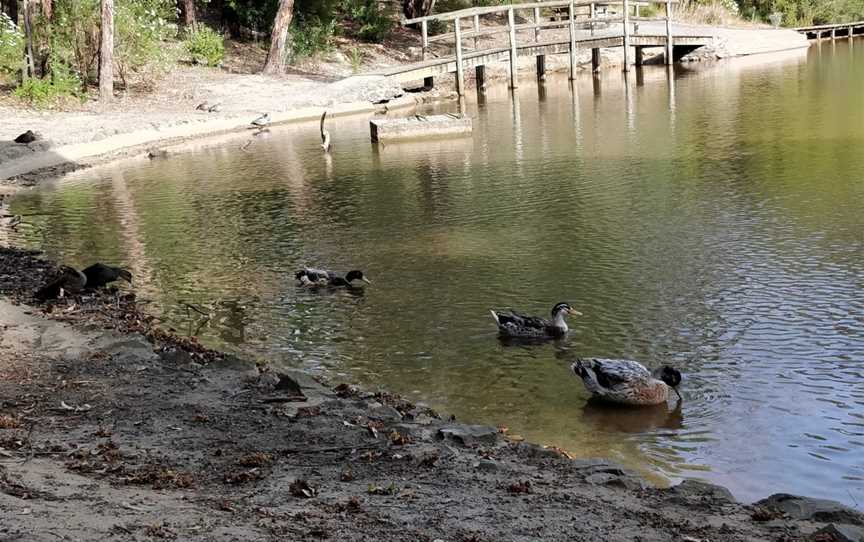 Edward Hunter Bush Reserve, Moe, VIC