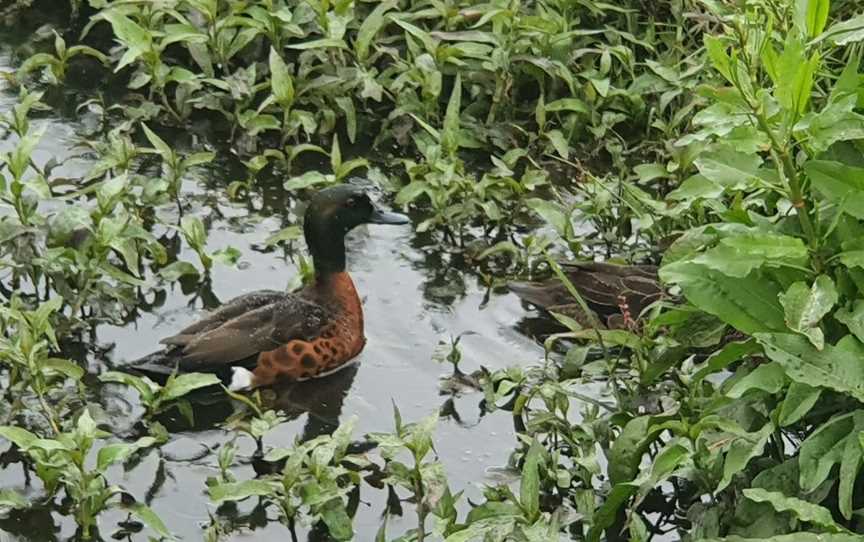 Elsternwick Park Nature Reserve, Brighton, VIC