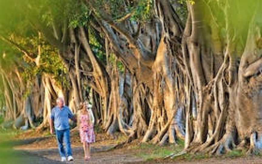 Fig Tree Avenue, Grafton, NSW