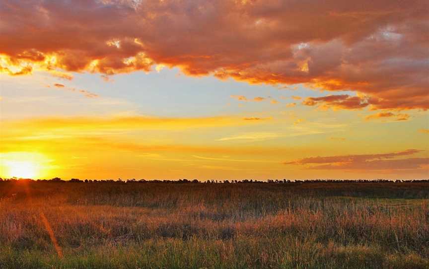 Fivebough Wetlands, Leeton, NSW