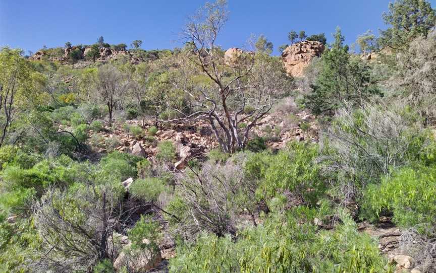 Flinders Ranges Self Drive Loop, Quorn, SA