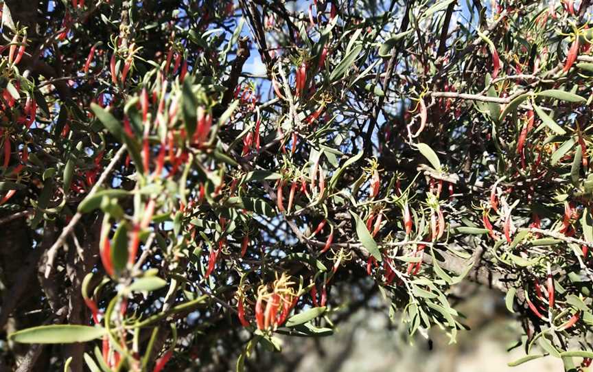 Gawler Ranges National Park, Gawler Ranges, SA