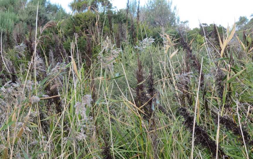 Germein Reserve, Port Macdonnell, SA