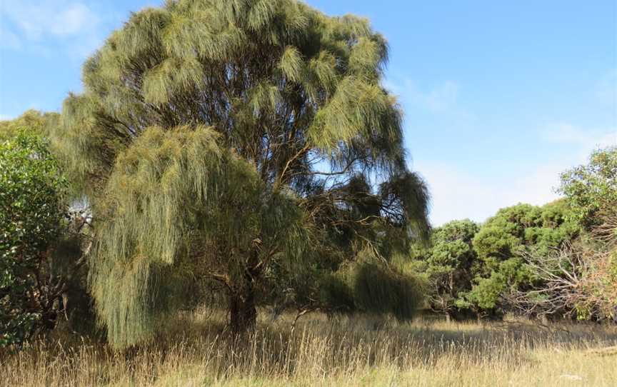 Germein Reserve, Port Macdonnell, SA