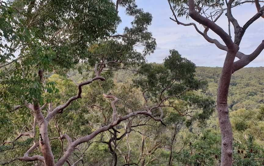 Gibberagong Walking Track, North Turramurra, NSW