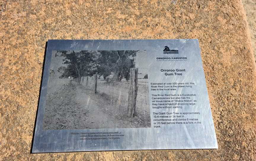 Giant Red Gum Tree, Orroroo, SA