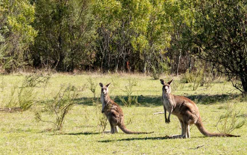 Gibraltar Peak, Paddys River, ACT