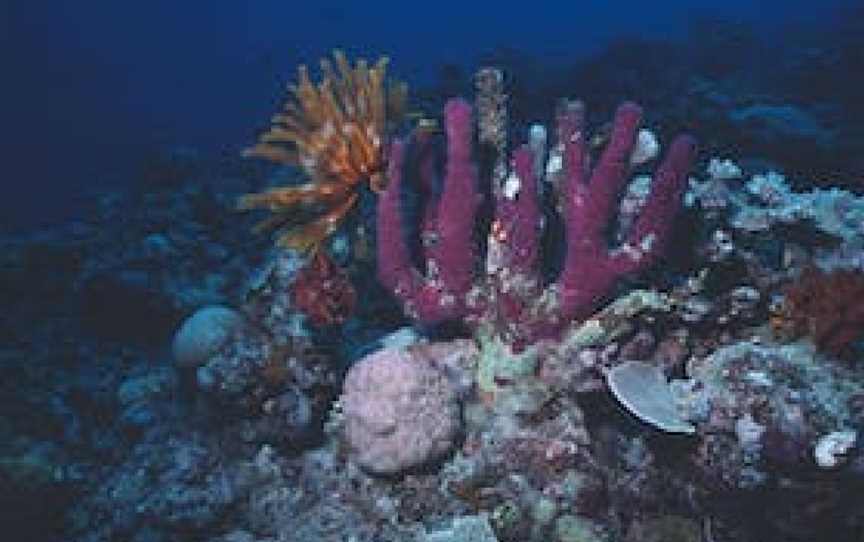 Great Detached Reef, Lockhart River, QLD