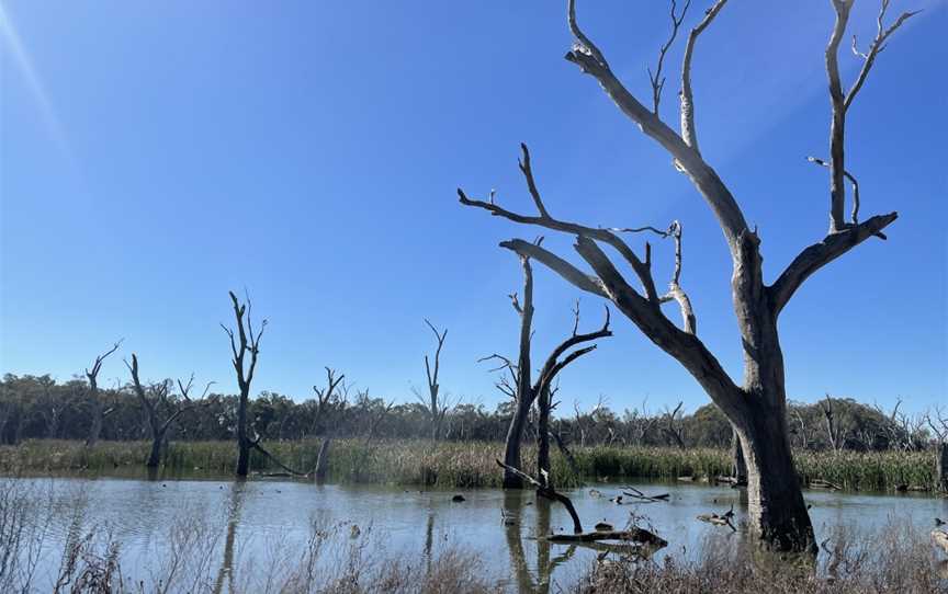 Gum Swamp & Bird Hide, Forbes, NSW