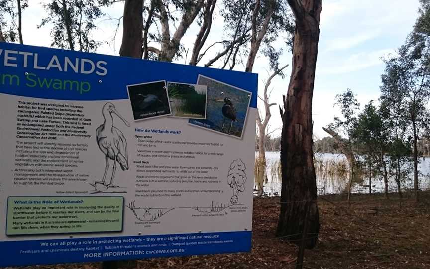 Gum Swamp & Bird Hide, Forbes, NSW