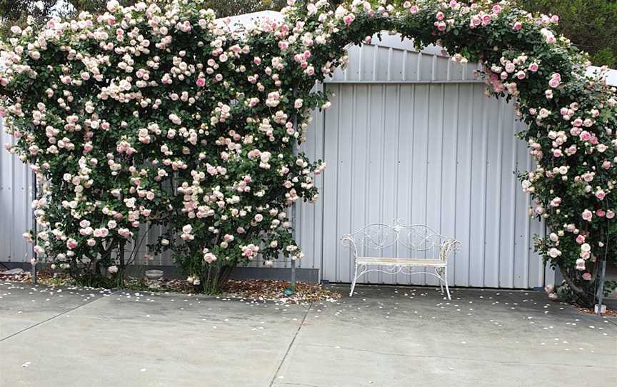 Heritage Rose Garden, Pinjarra, WA