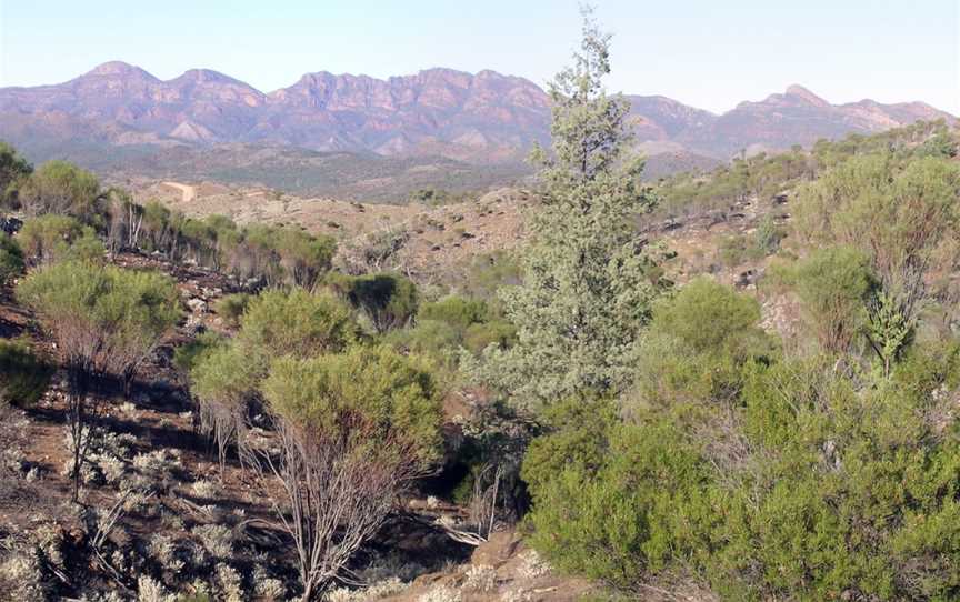 Ikara-Flinders Ranges National Park, Blinman, SA