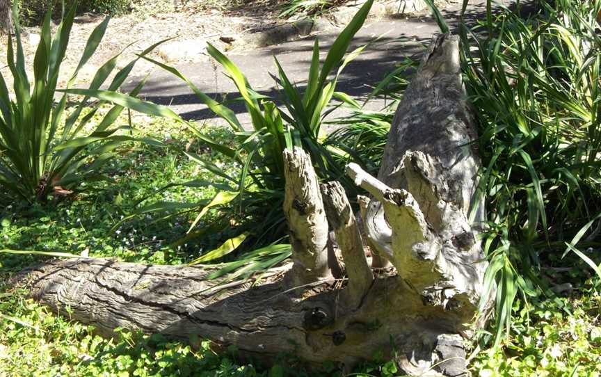 Joseph Banks Native Plants Reserve, Kirrawee, NSW