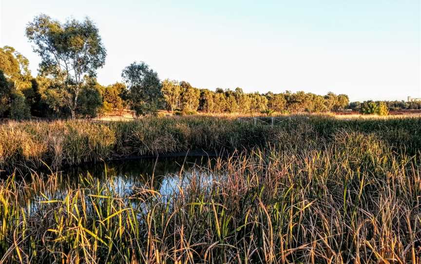 Junee Urban Wetland, Junee, NSW