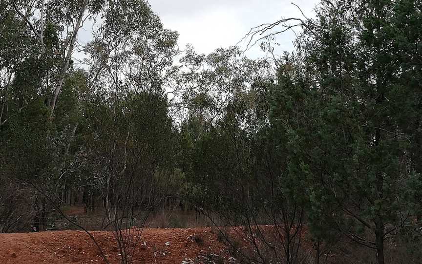 Kindra State Forest, Coolamon, NSW