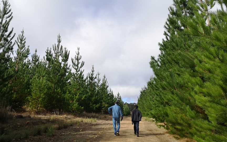 Kuitpo Forest, Kuitpo, SA