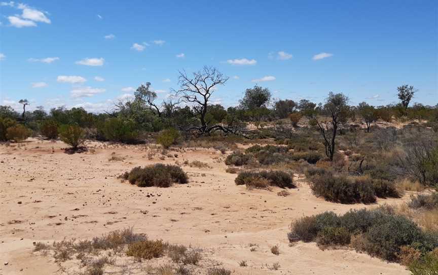 Lake Bindegolly National Park, Dynevor, QLD