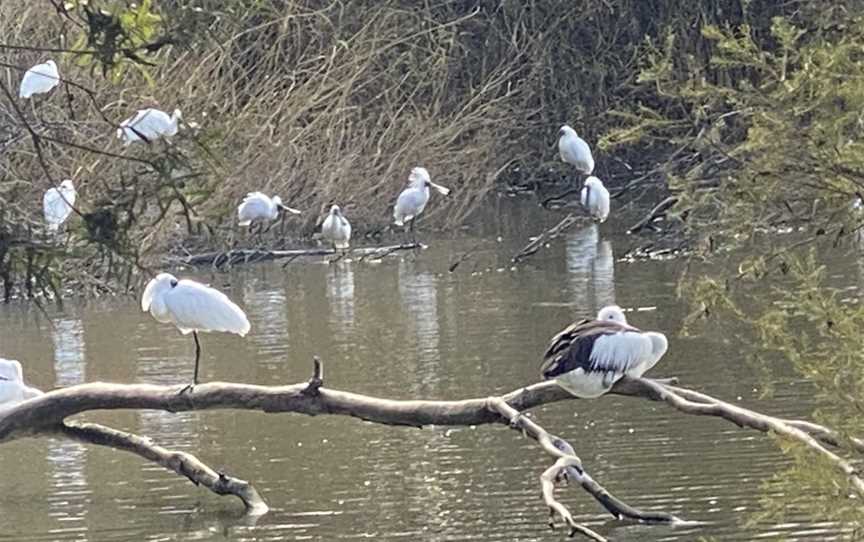 Lake Guthridge, Sale, VIC