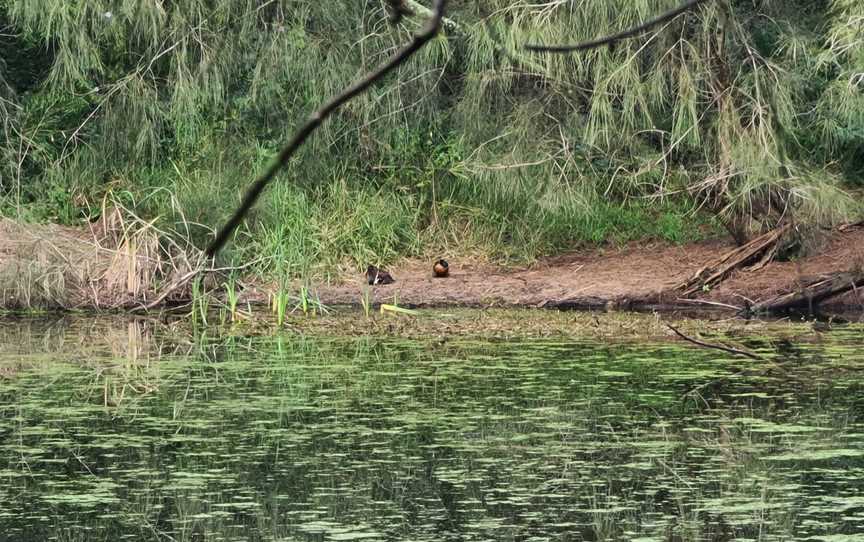 Leacock Regional Park, Casula, NSW