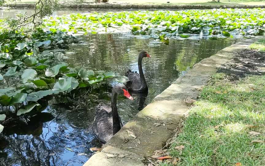 Lily Pond, Centennial Park, NSW