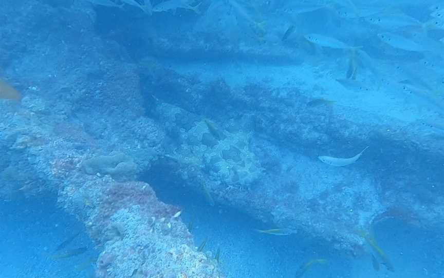 Llewellyn Dive Site, East Mackay, QLD