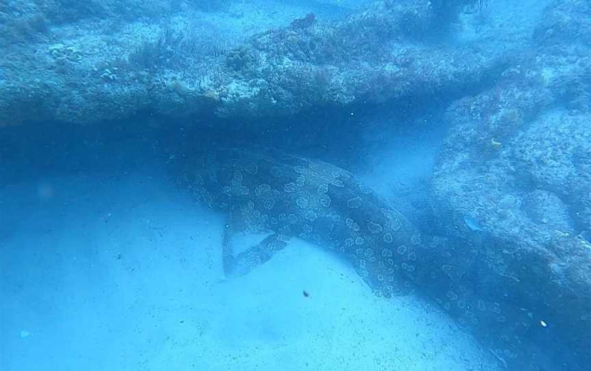 Llewellyn Dive Site, East Mackay, QLD