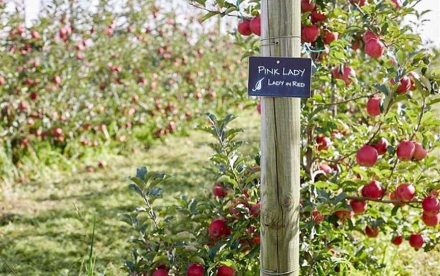 Logan Brae Orchard, Megalong Valley, NSW