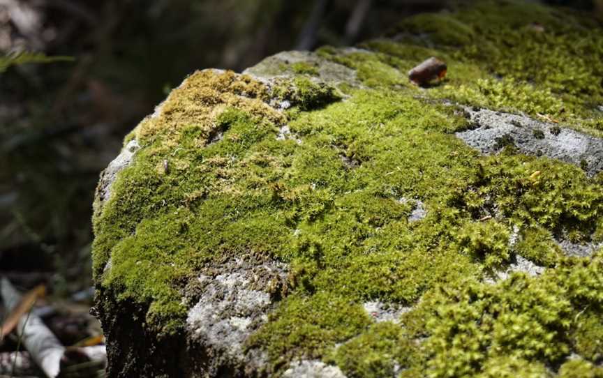 Macedon Regional Park, Mount Macedon, VIC