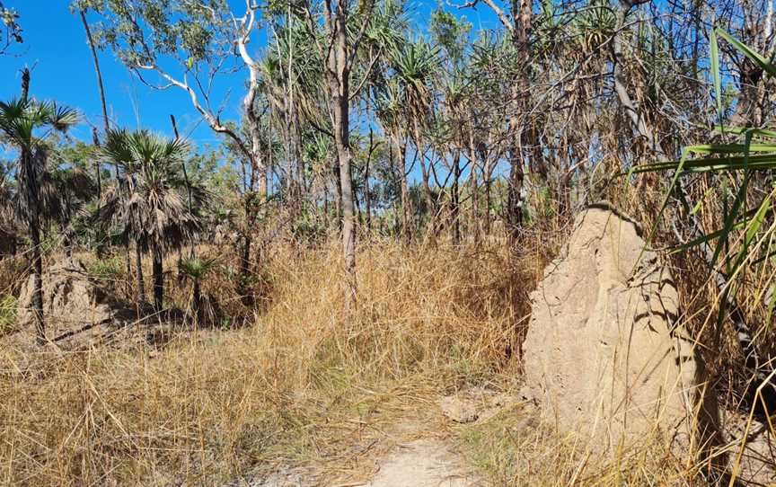 Magnetic Termite Mounds, Litchfield Park, NT