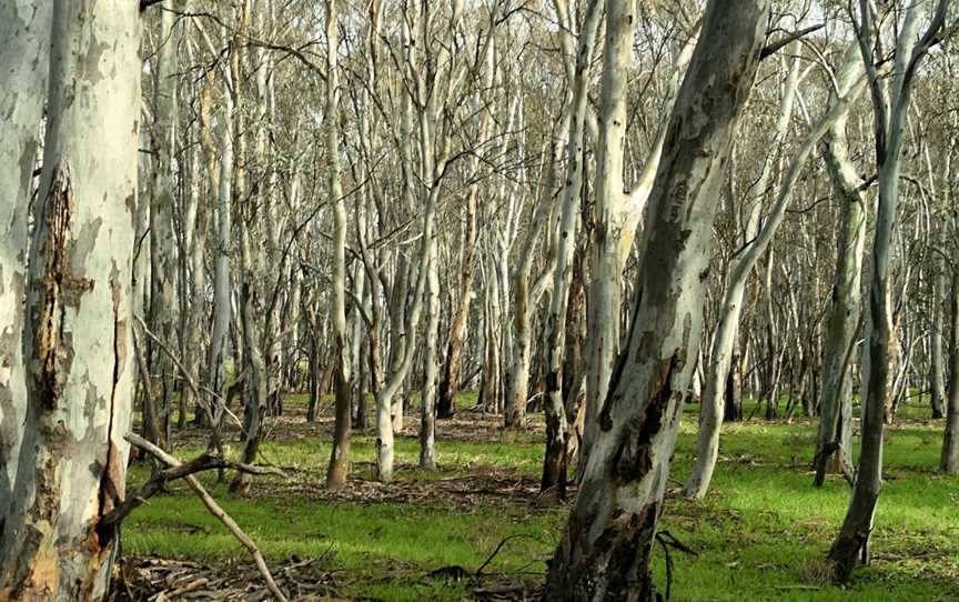 Marne Valley Conservation Park, Cambrai, SA