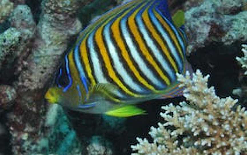 Monolith Dive Site, Lizard Island, QLD